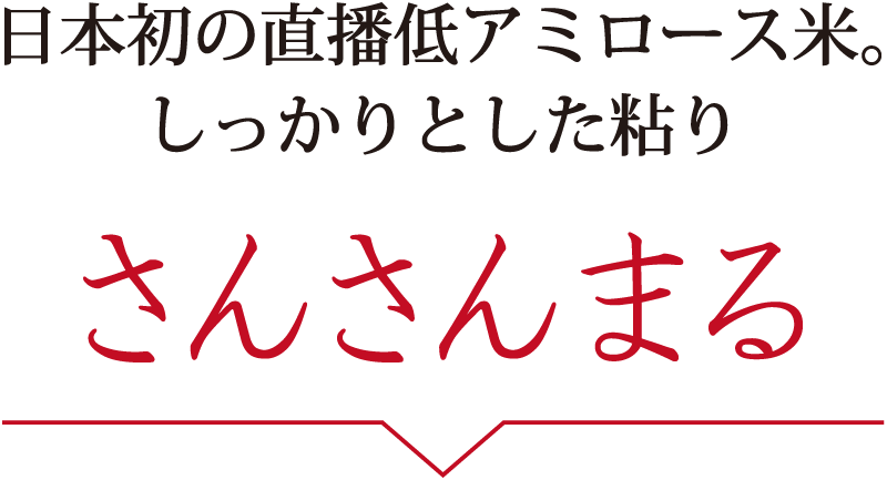 日本初の直播低アミロース米。しっかりとした粘り さんさんまる